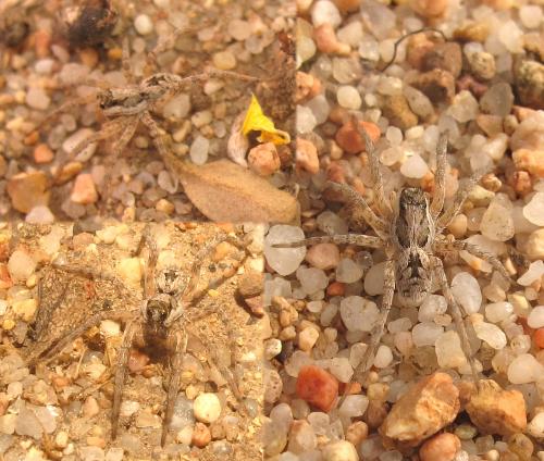 Lycosa sp.
